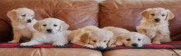 Golden Retriever dogs for sale: Stunning Health Tested Golden Retriever Puppies - Advert 7