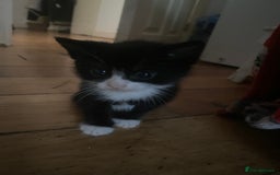 Bombay cats for sale: 3 kittens for sale - Image 2