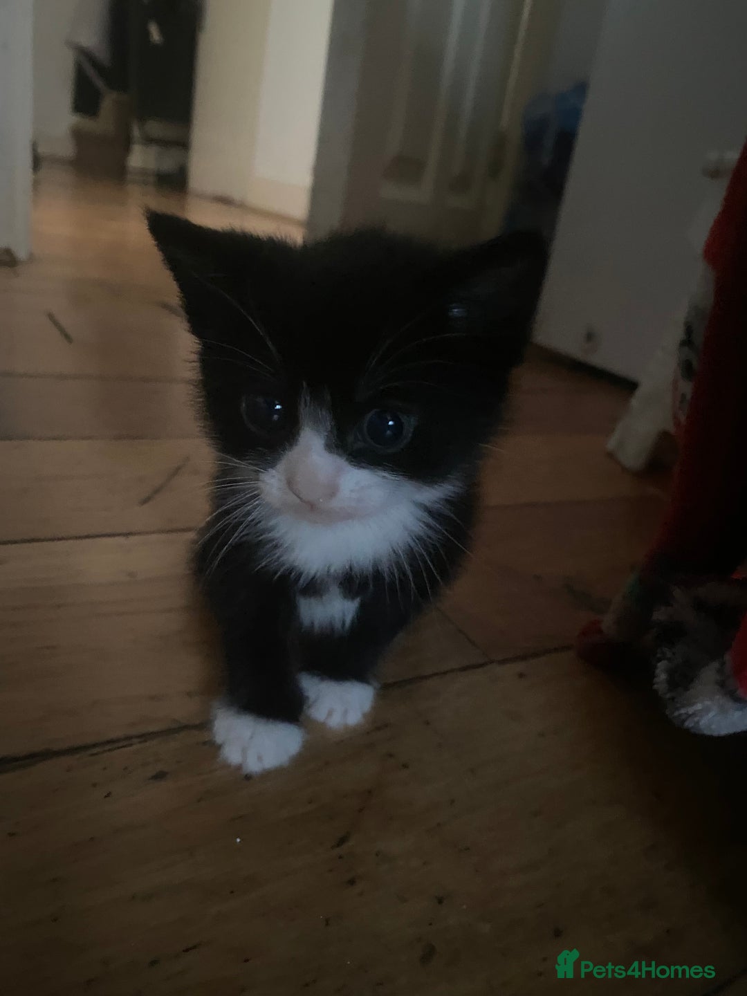 Bombay cats for sale: 3 kittens for sale - Image 2