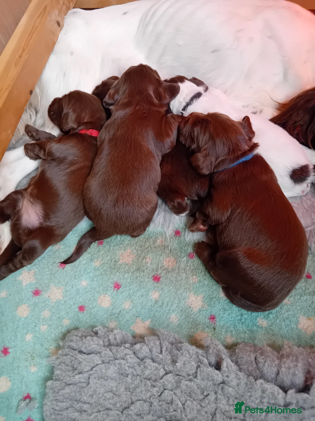 Sprocker dogs for sale: GORGEOUS SPROCKER PUPPIES in Tetbury - Advert 2