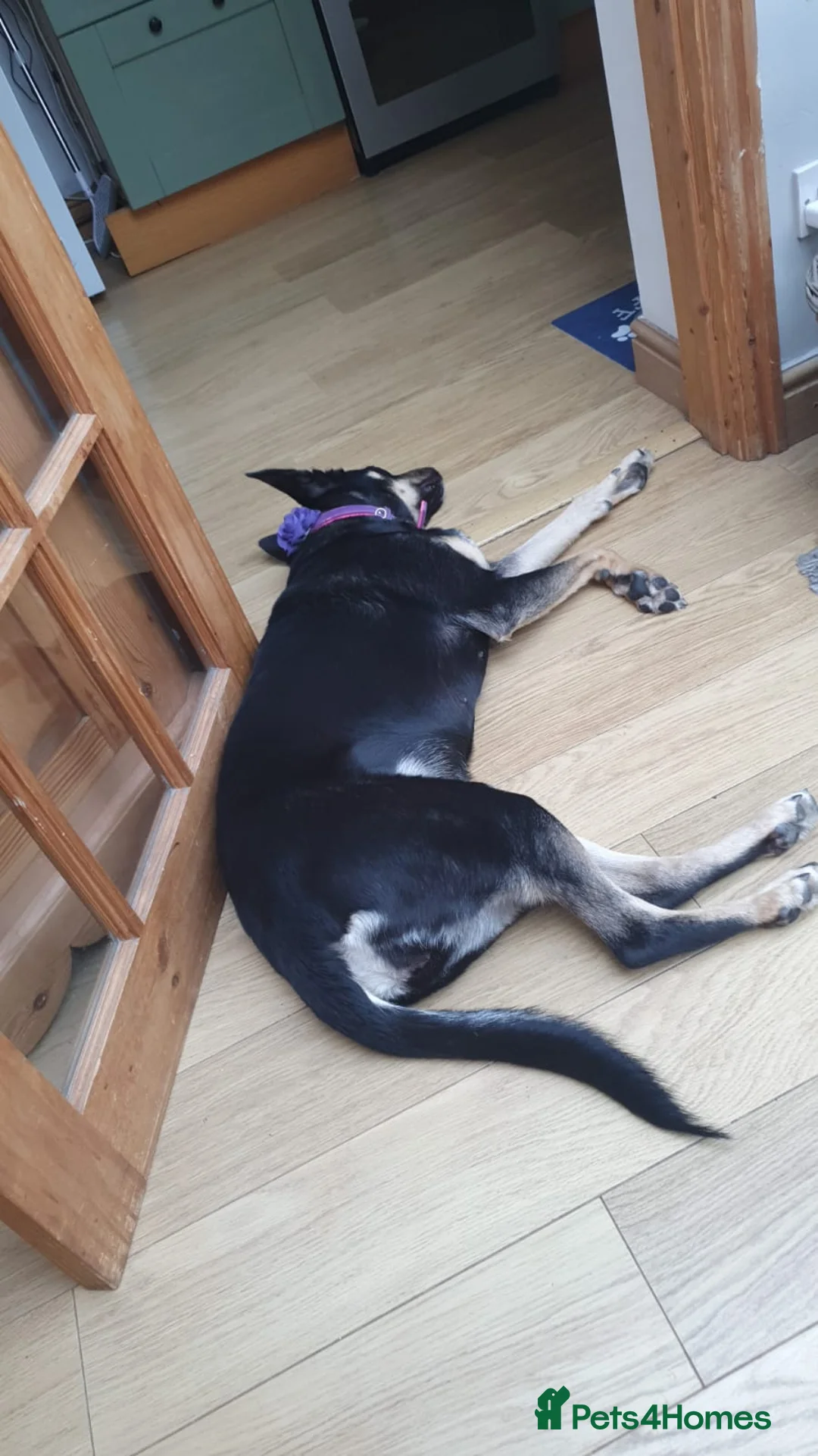 Mixed Breed dogs for sale: German shepard cross collie  - Advert 2