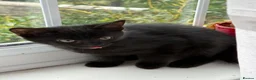 Mixed Breed cats for sale: Kittens for Sale in Barnsley - Advert 12