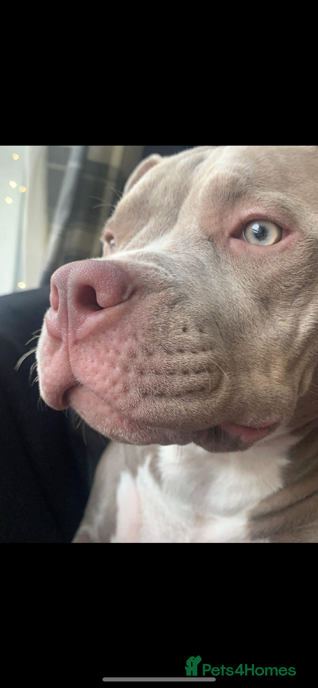 American Bulldog dogs for sale: American bulldog puppy  - Advert 1