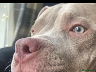 American Bulldog dogs American bulldog puppy - Advert 16