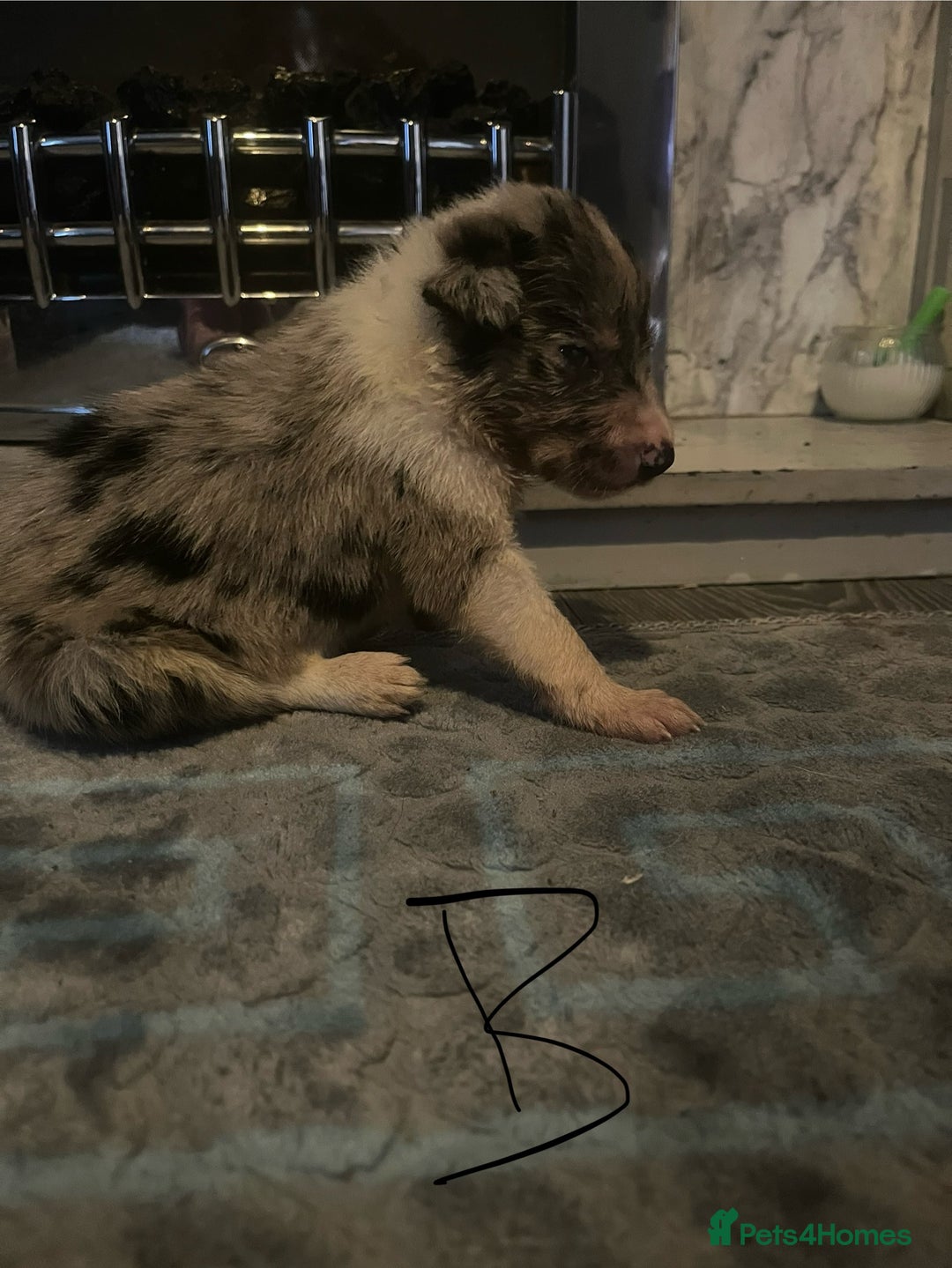 Border Collie dogs for sale: Border collie puppies - Image 3