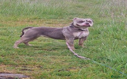 American Bully dogs for sale: Pocket Bully  - Image 3