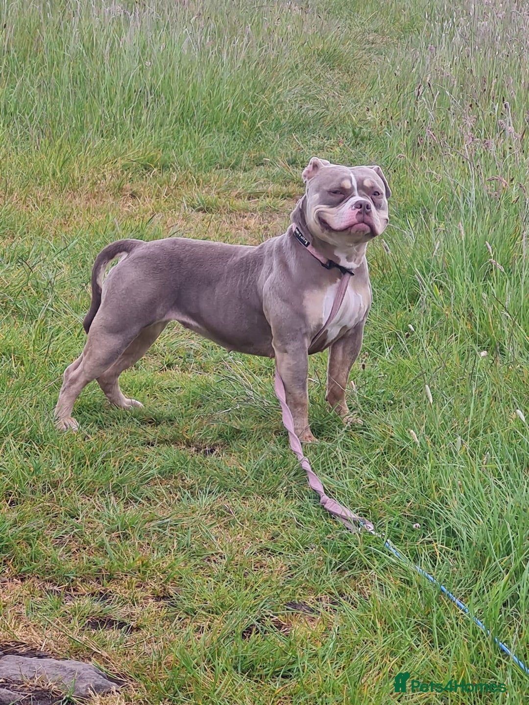 American Bully dogs for sale: Pocket Bully  - Image 3