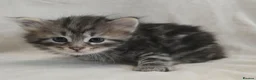 Siberian cats for sale: Pure Siberian kittens  - Advert 2