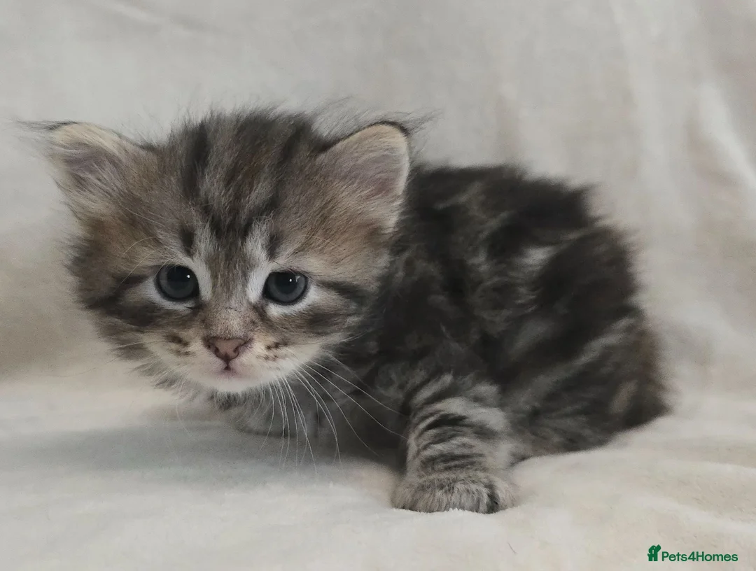Siberian cats for sale: Pure Siberian kittens  - Advert 2