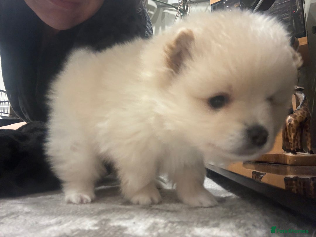 Pomeranian dogs for sale: 2 beautiful teddy bears poms  - Image 3