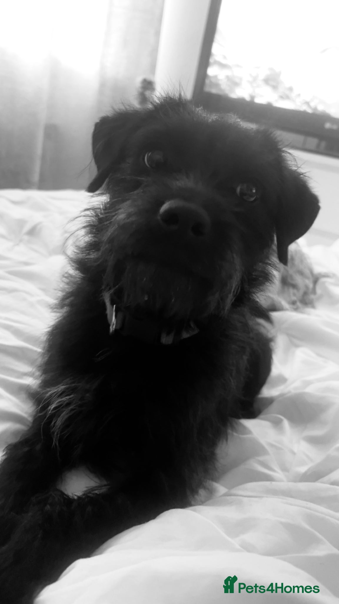 Mixed Breed dogs 3 year old patterdale/lakeland - Advert 1