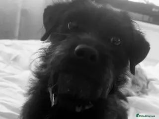 Mixed Breed dogs 3 year old patterdale/lakeland - Advert 1