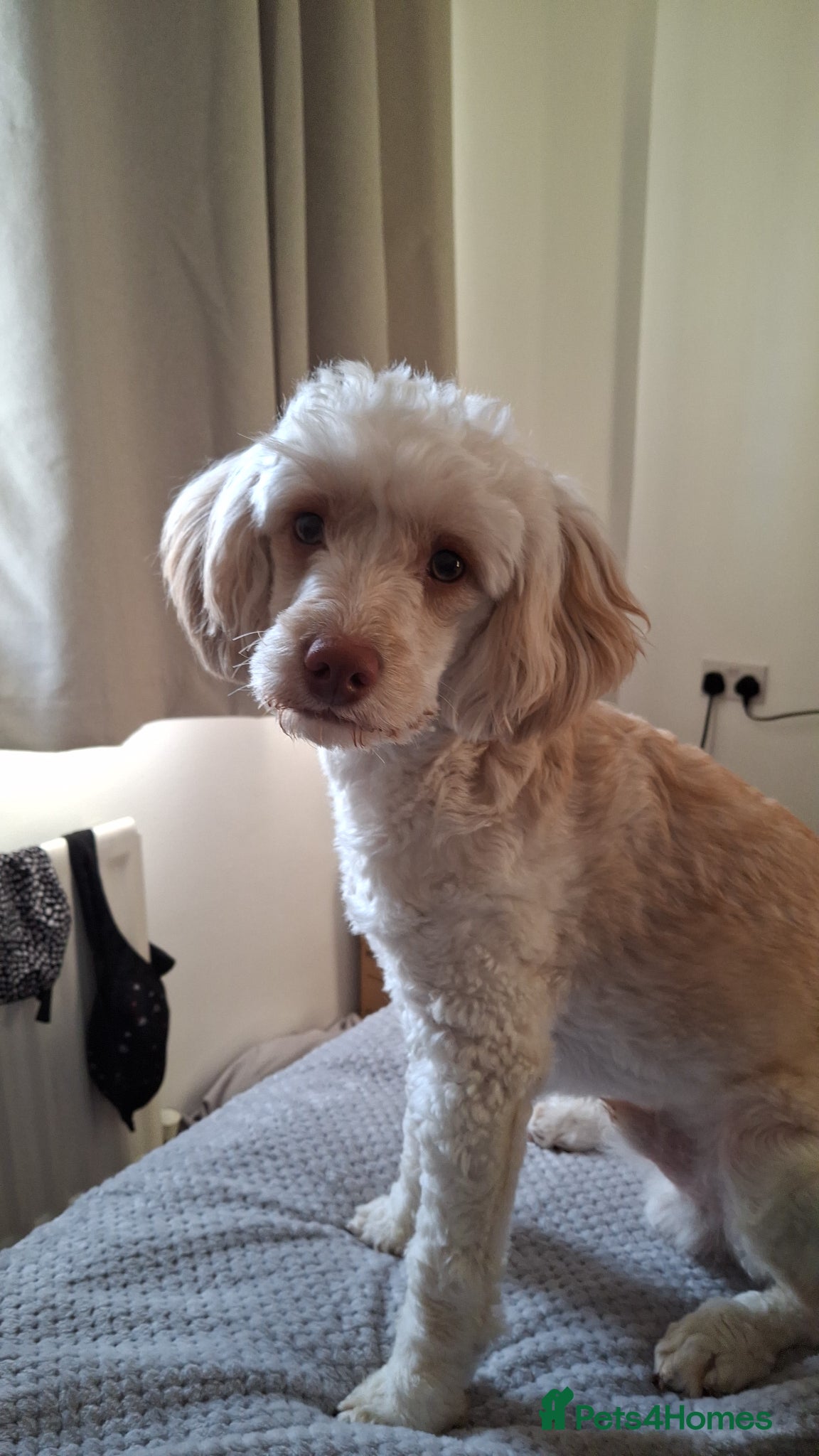 Cockapoo dogs For stud only - Advert 2