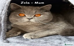 British Shorthair cats for sale: 🐾 Champion Line Blue BSH Kittens GCCF Active 🐾  - Image 28