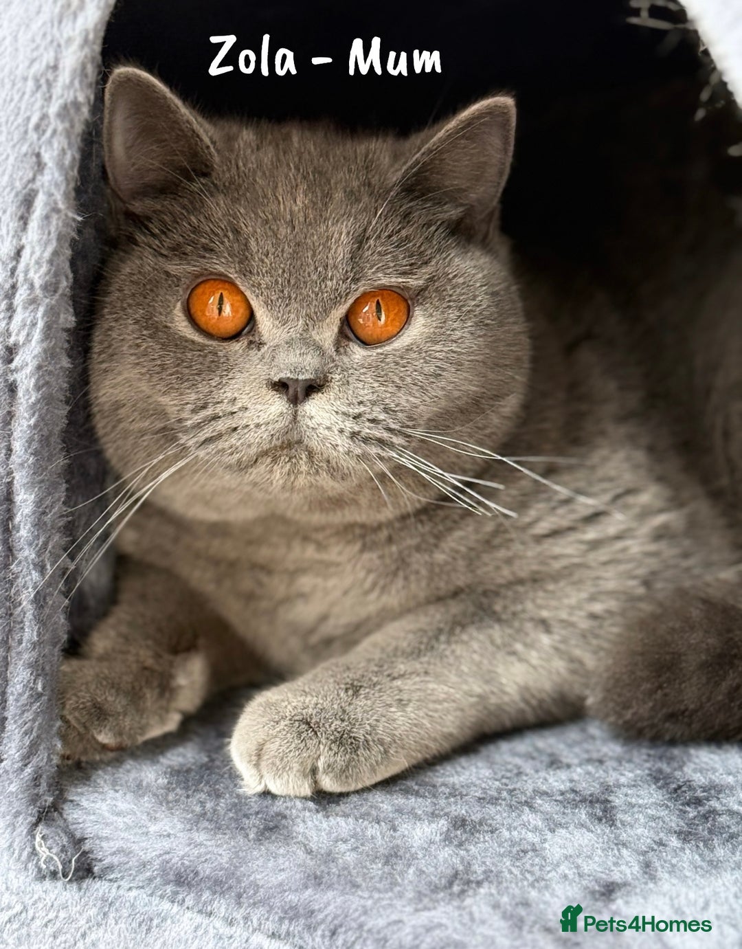 British Shorthair cats for sale: 🐾 Champion Line Blue BSH Kittens GCCF Active 🐾  - Image 28