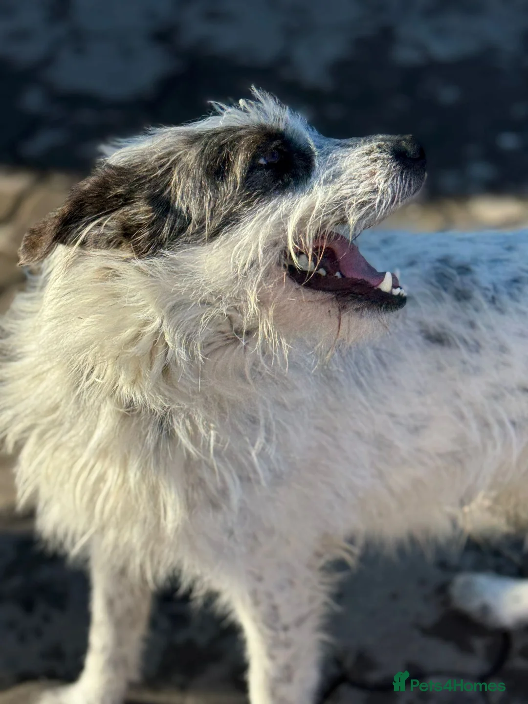 Mixed Breed dogs for adoption: 🐾MIRA🐾, a beautiful young girl for a Loving Home - Advert 26