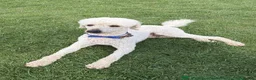 Standard Poodle dogs for sale: West London Standard Poodles - Advert 3