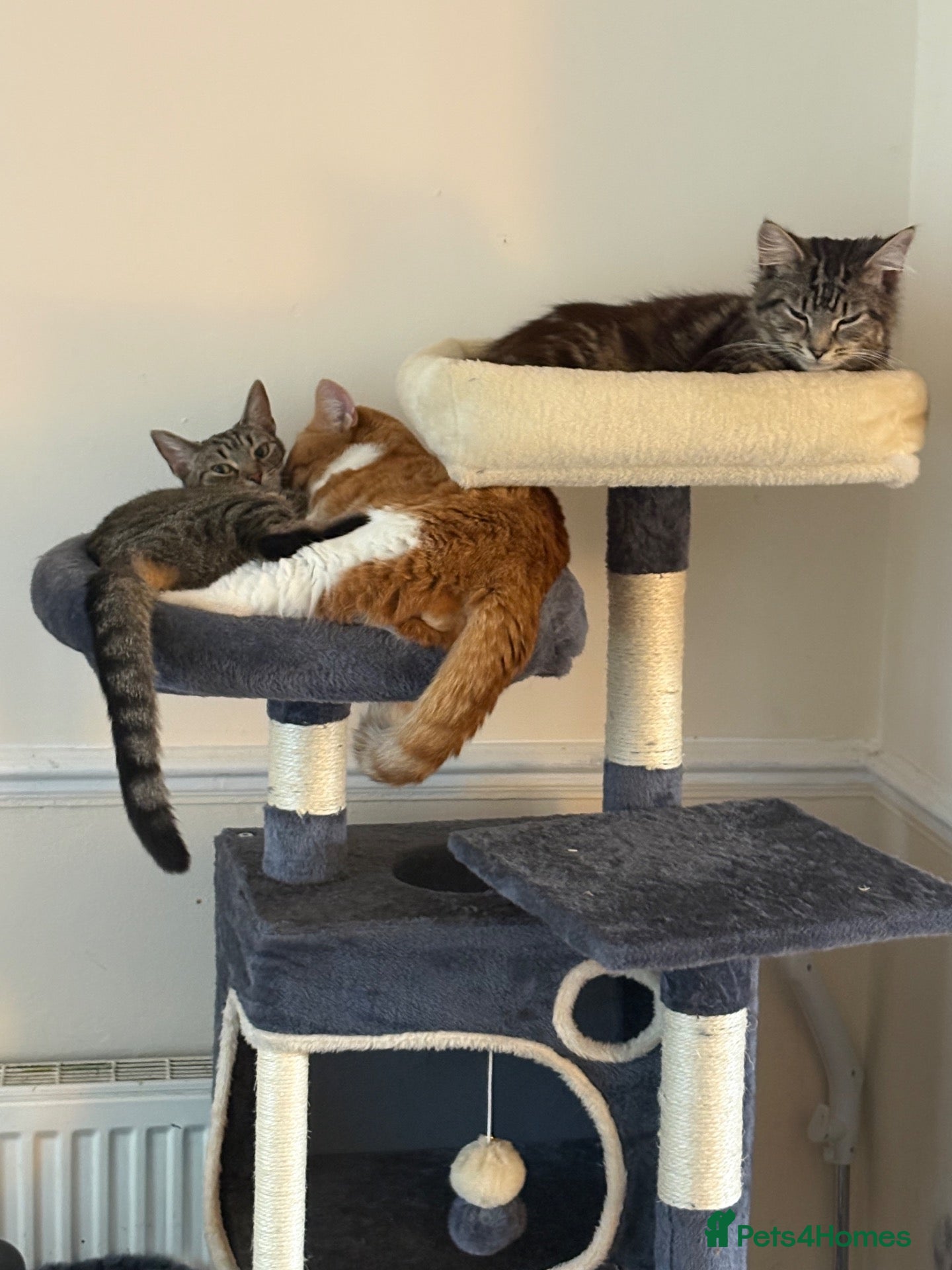 Egyptian Mau cats 4 kittens for sale  - Advert 4