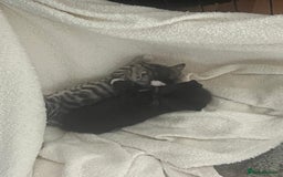 Mixed Breed cats for sale: Two boys (best friends)  - Image 6