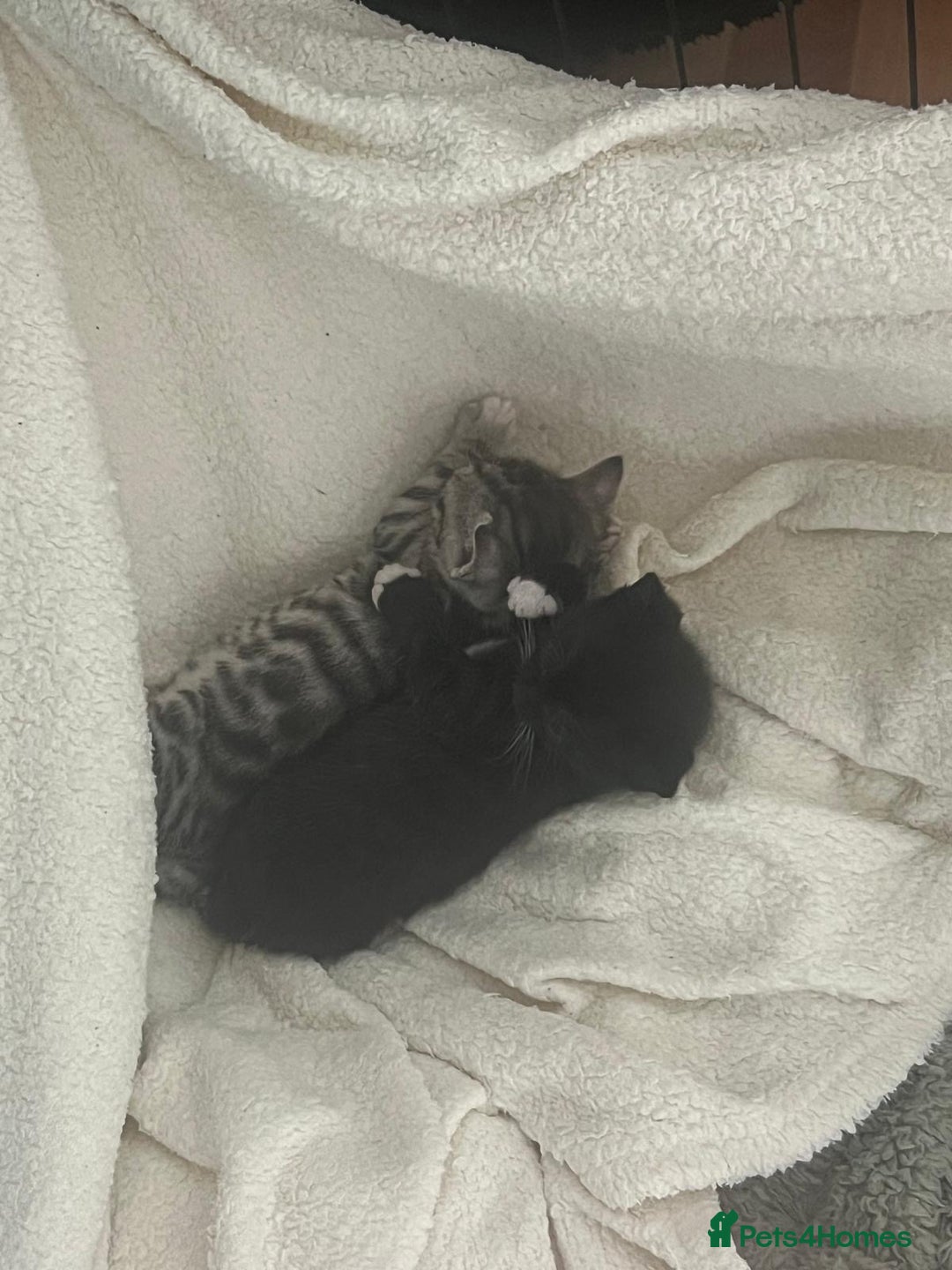 Mixed Breed cats for sale: Two boys (best friends)  - Image 6