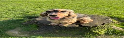 Cocker Spaniel dogs for sale: Beautiful Kc reg show type cocker spaniels  - Advert 12