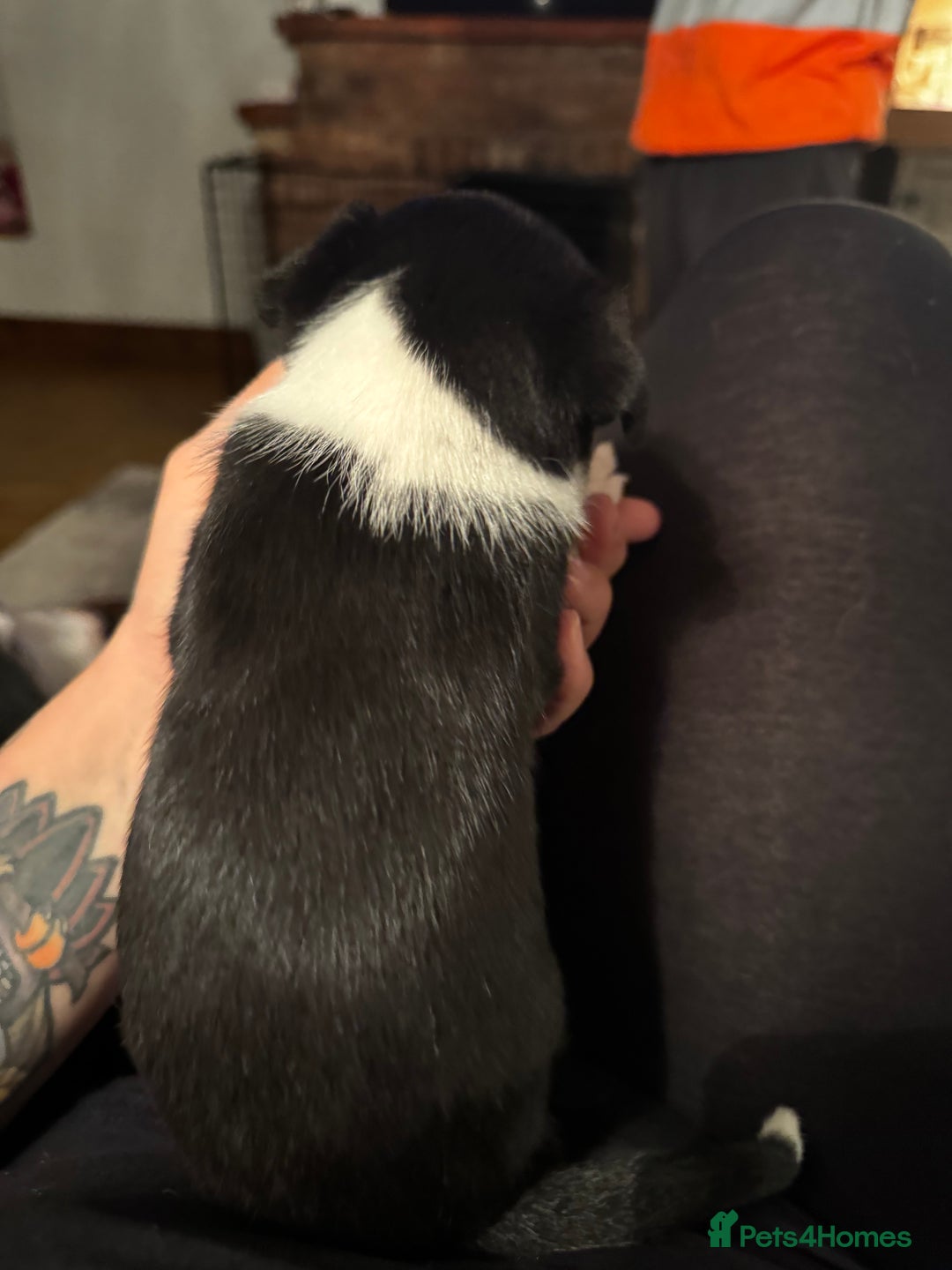 Mixed Breed dogs for sale: Pups for sale  - Advert 36