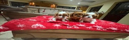 Cavalier King Charles Spaniel dogs for sale: Cavalier King Charles Spaniel  - Advert 2