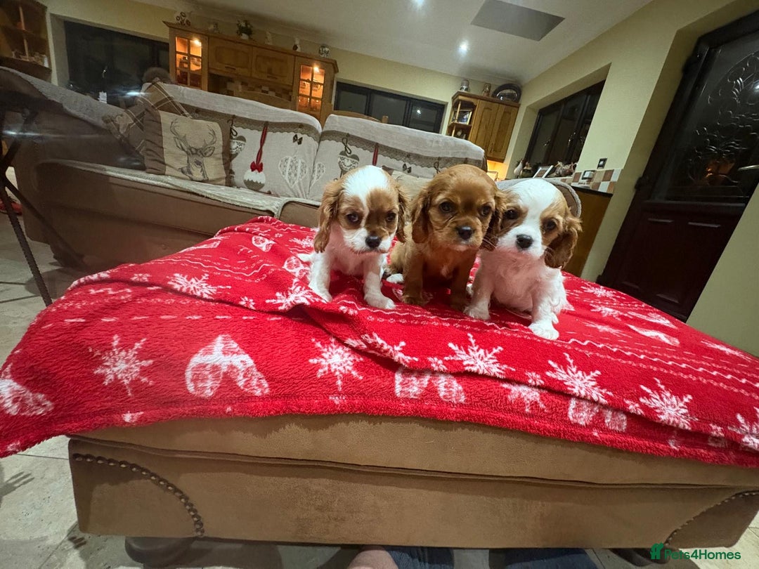 Cavalier King Charles Spaniel dogs for sale: Cavalier King Charles Spaniel  - Advert 2