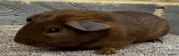 Guinea Pig rodents for sale: Baby male & female guinea pigs for sale  - Advert 5