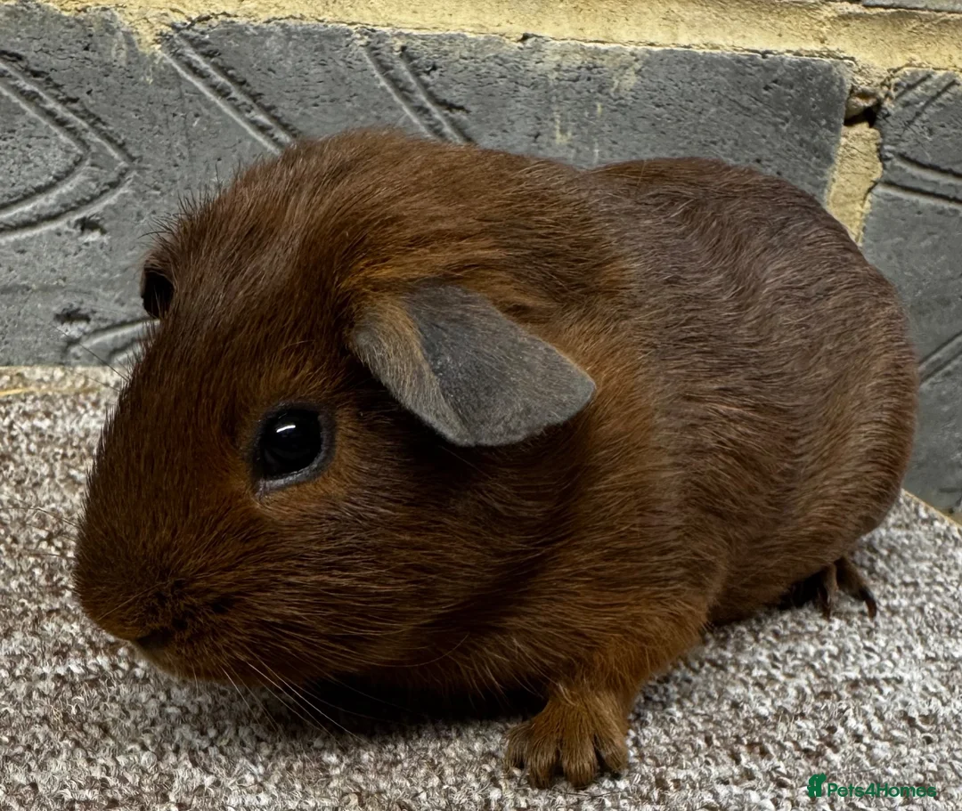 Guinea Pig rodents for sale: Baby male & female guinea pigs for sale  - Advert 5
