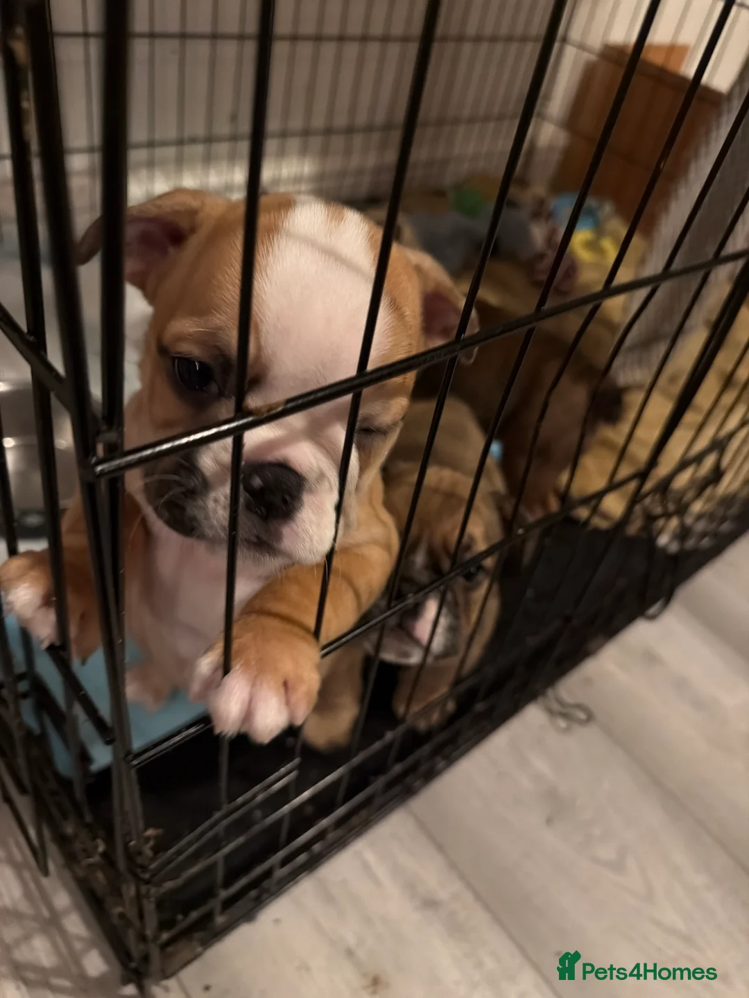 English Bulldog dogs for sale: Male English bulldog red/ white/merl markings - Advert 3
