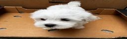 Maltese dogs for sale:   Maltese boys  - Advert 12