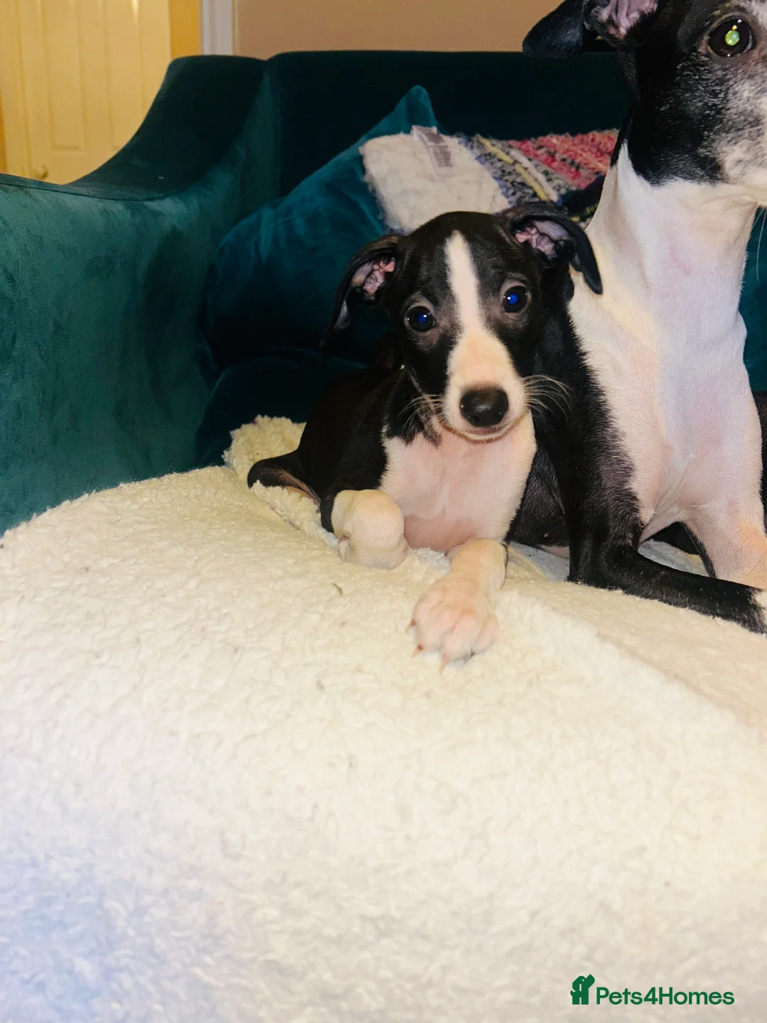 Italian Greyhound dogs for sale: 2 beautiful boy Iggys looking for their new home - Advert 30