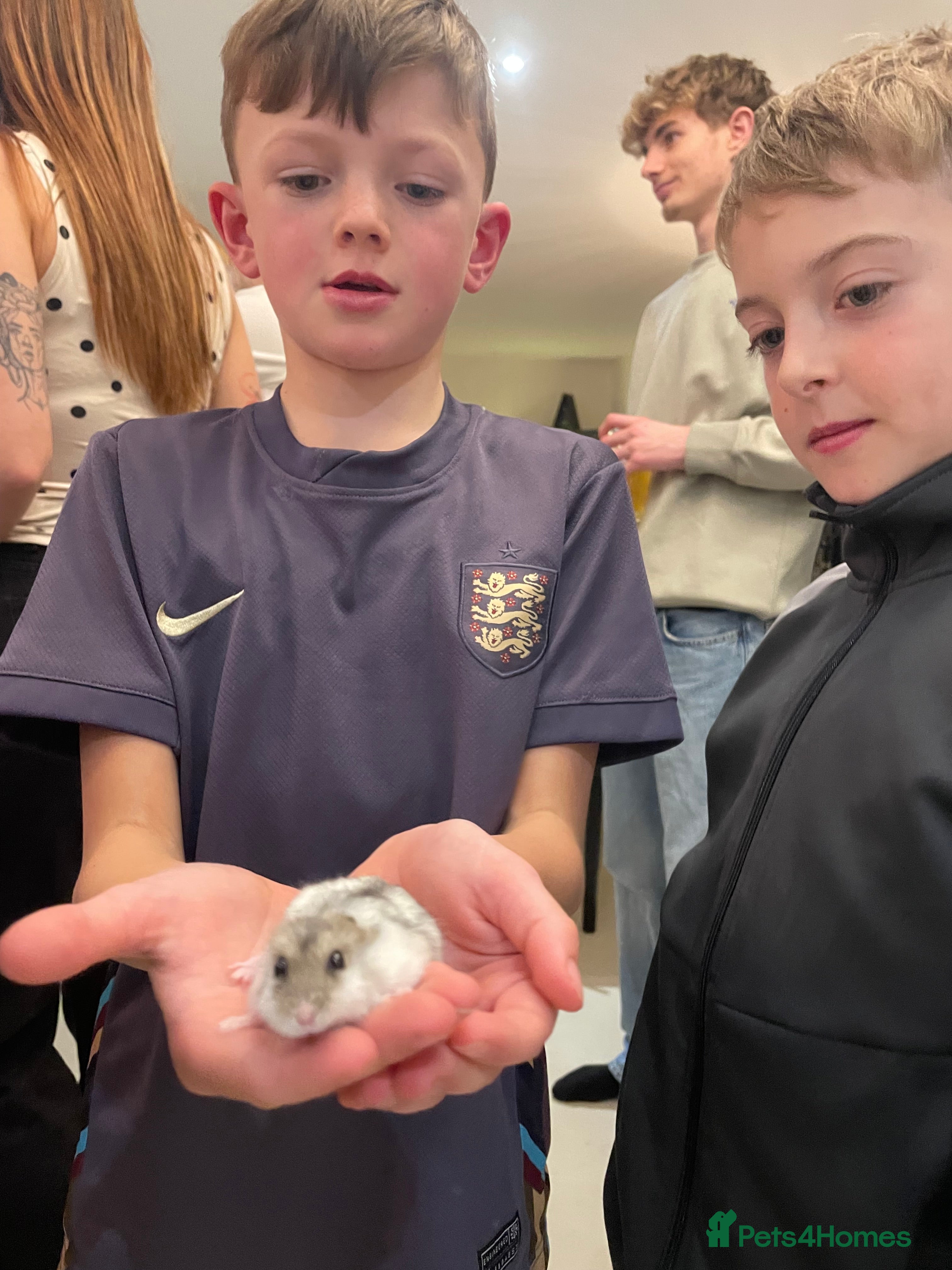 Hamster rodents Dwarf Hamsters (two)   - Advert 1