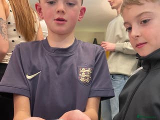 Hamster rodents Dwarf Hamsters (two) - Advert 6