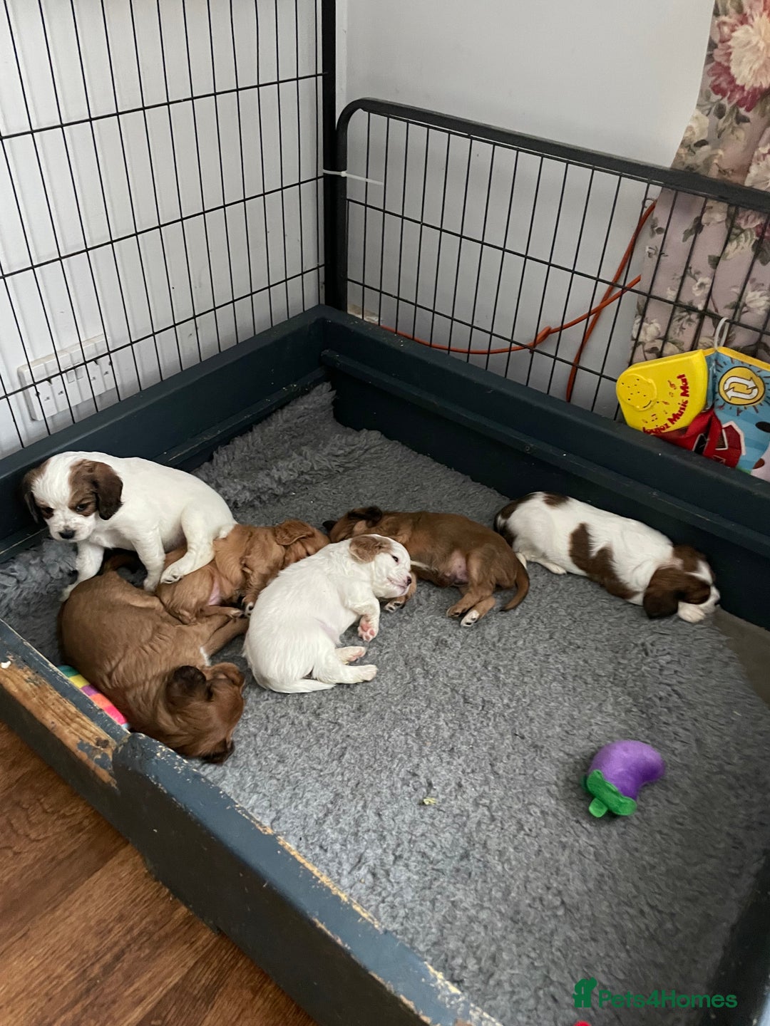 Cavapoo dogs for sale: Beautiful Cavapoo puppies - Image 14