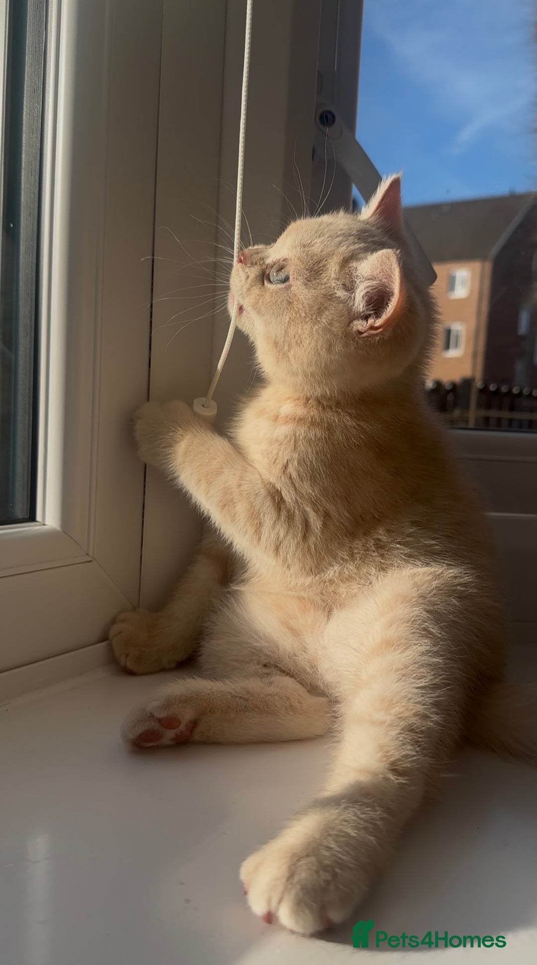 British Shorthair cats for sale: Cream British Shorthair Boy - Advert 9