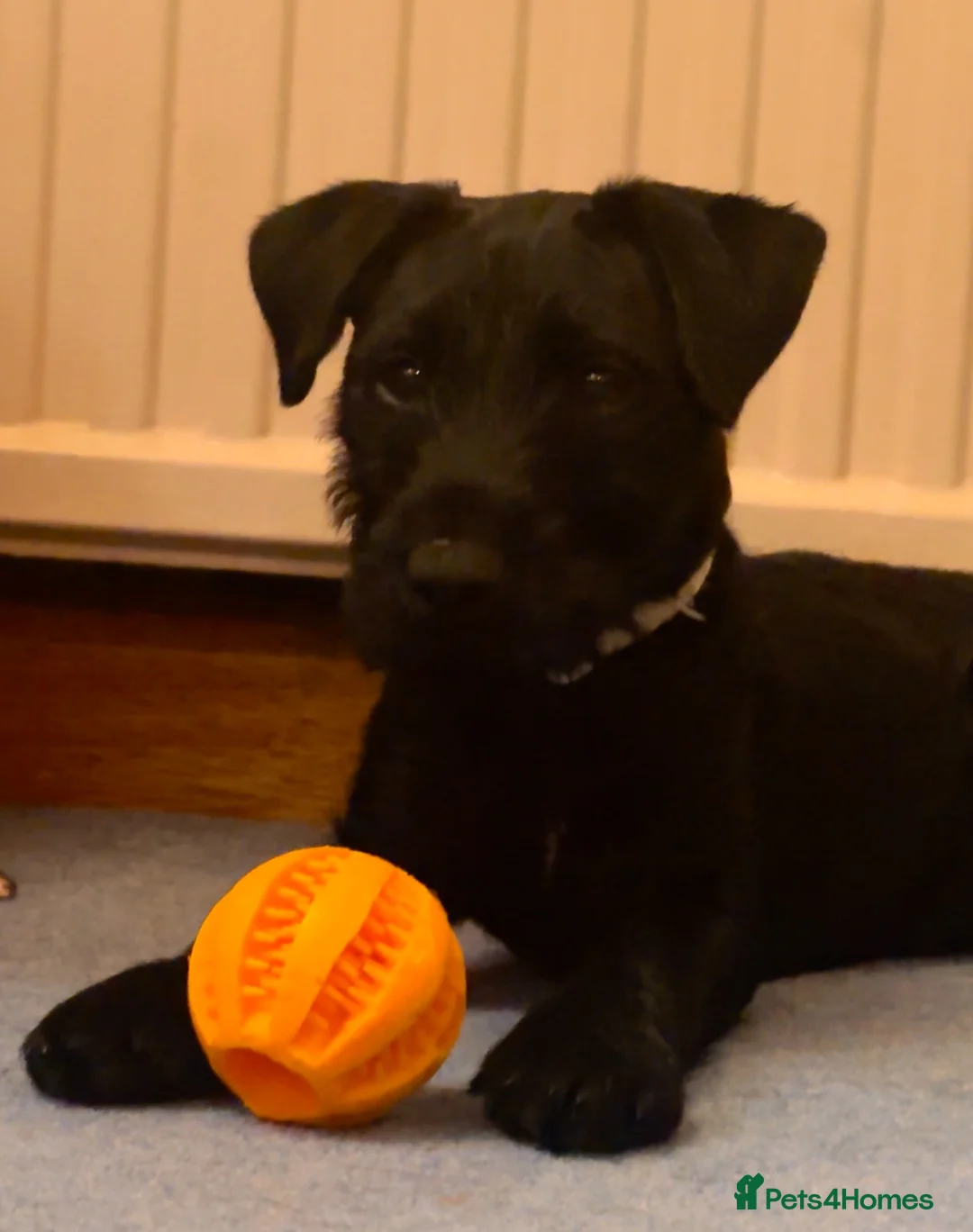 Patterdale Terrier dogs for sale: Patterdale bitch 3 months old  - Advert 7