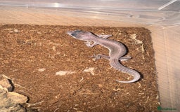 Gecko reptiles for sale: Leopard geckos CB 2025  - Image 4