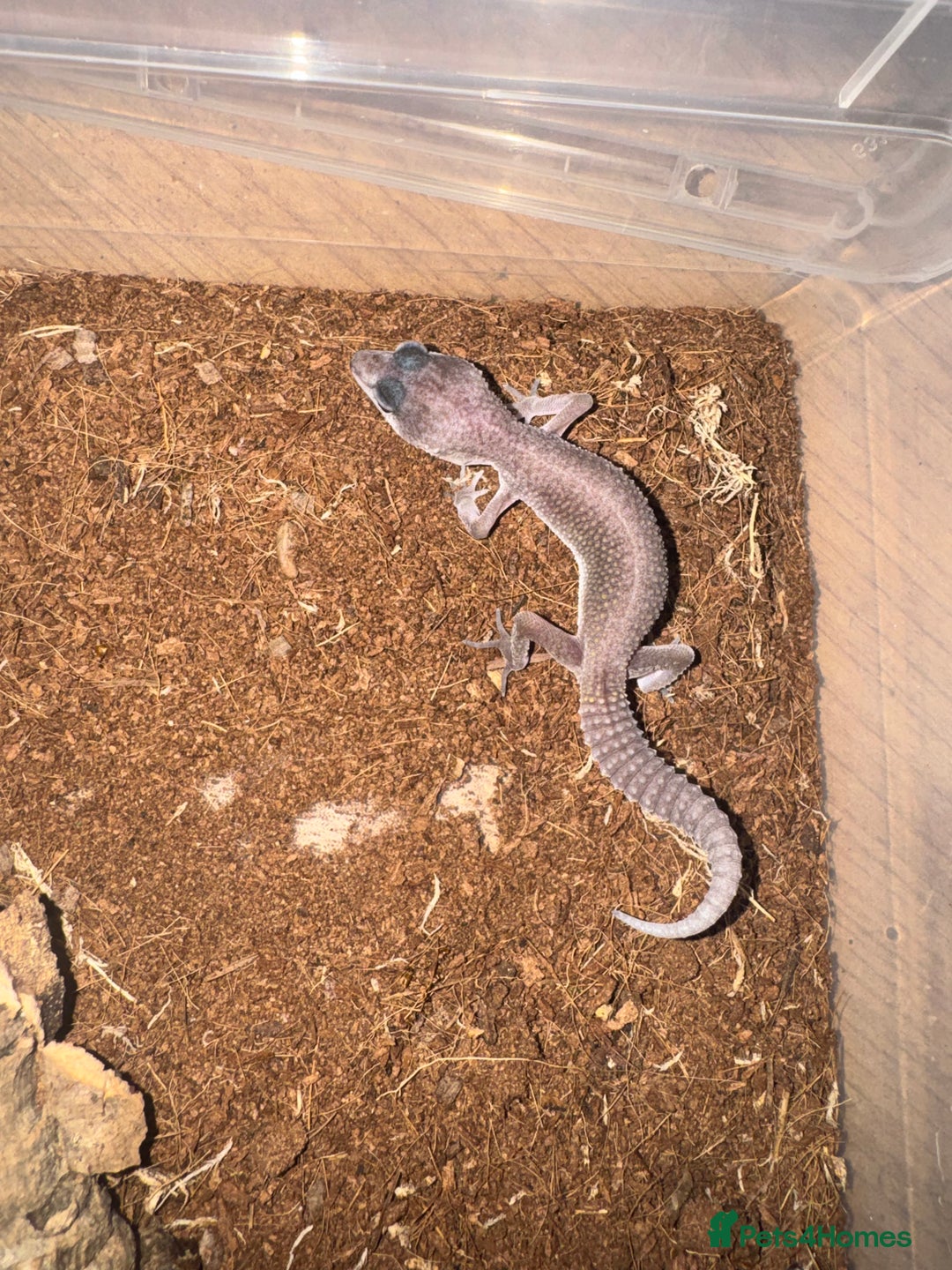 Gecko reptiles for sale: Leopard geckos CB 2025  - Image 4