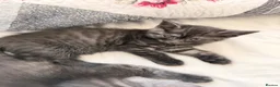 Mixed Breed cats for sale: Kittens for Sale! Ready to Leave 23 June! - Advert 25