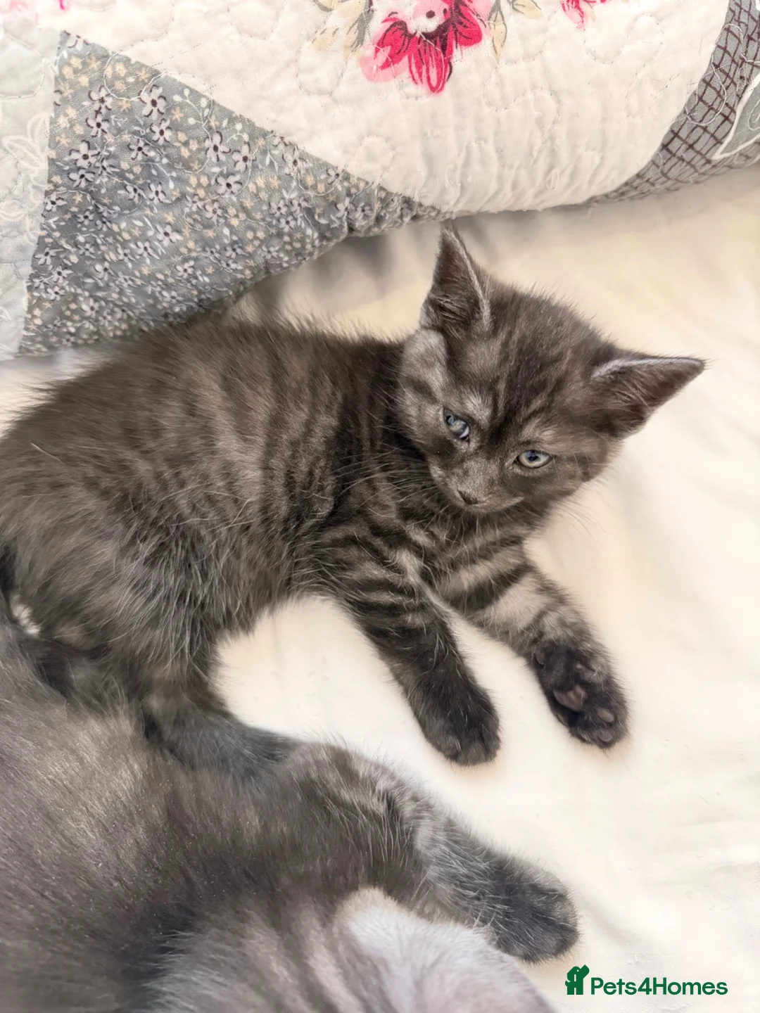 Mixed Breed cats for sale: Kittens for Sale! Ready to Leave 23 June! - Advert 25