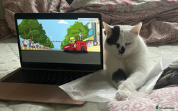 Domestic Shorthair cats for sale: find a home for male cat - Image 4