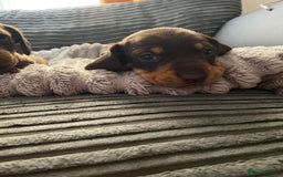 Dachshund dogs for sale: Dachshund puppy’s  - Image 2