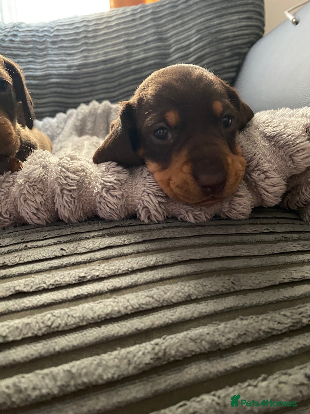 Dachshund dogs for sale: Dachshund puppy’s  - Image 2