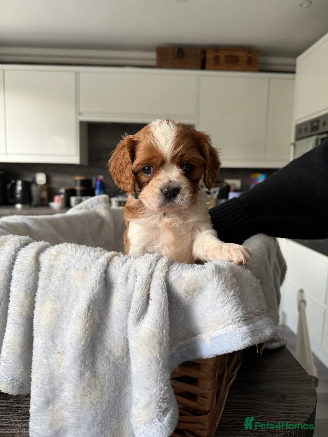 Cavalier King Charles Spaniel dogs for sale: Cavalier King Charles Spaniels Puppies for sale - Advert 4