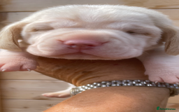 Beagle dogs for sale: Beautiful beagle boys kc reg ready 19 sept  - Image 32