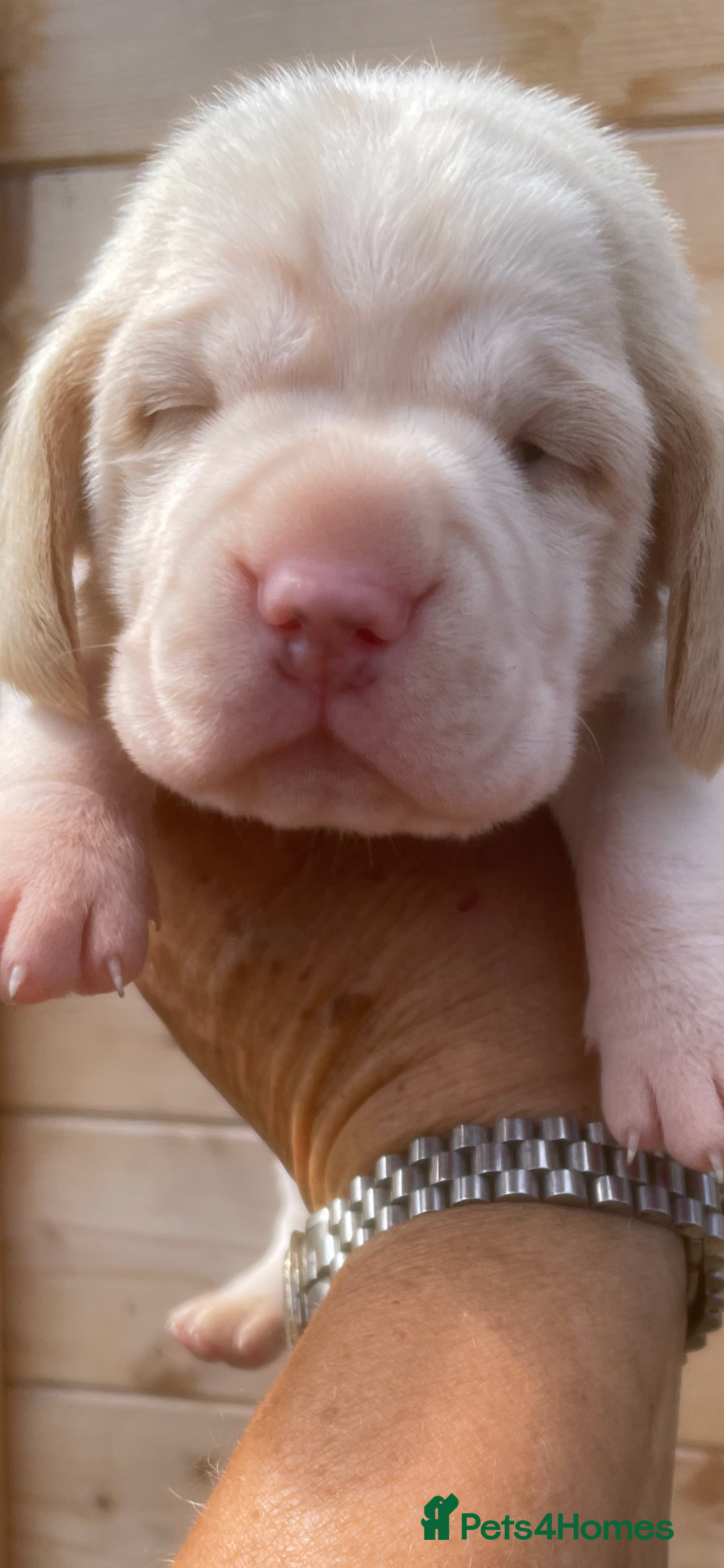 Beagle dogs for sale: Beautiful beagle boys kc reg ready 19 sept  - Image 32