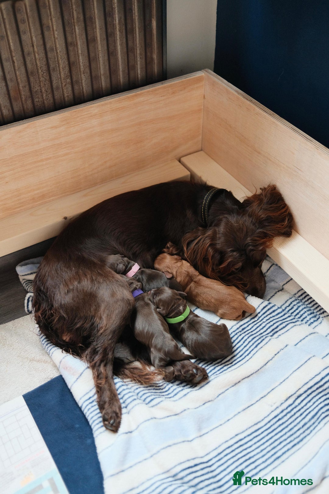 Cocker Spaniel dogs for stud: KC Reg, health tested Working cocker Spaniel in Barnsley - Image 11