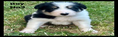 Border Collie  